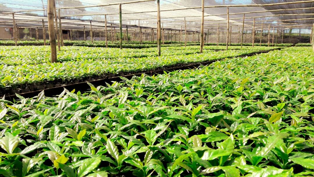 Coffee Seedling for Plantation