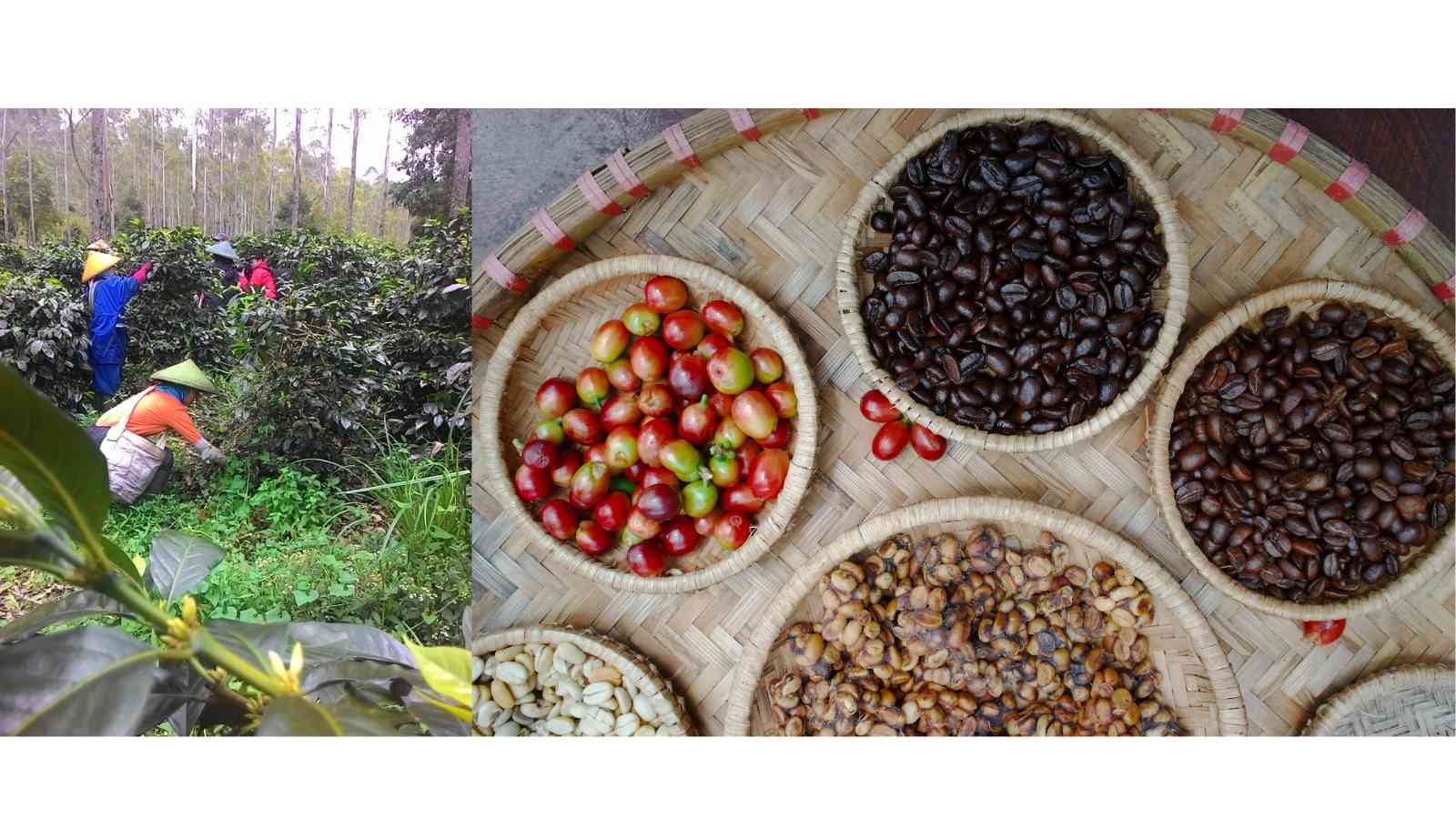 Hand-Picked Harvest Process - RAW Luwak