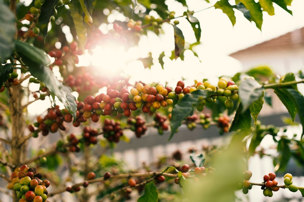 Sunlit coffee plant with ripe cherries on branches, showcasing nature's bounty.