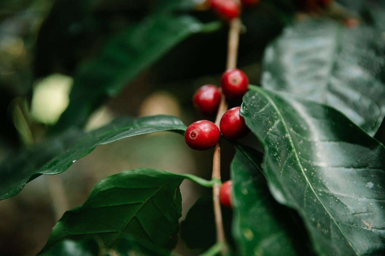 Detailed view of ripe red coffee cherries growing in lush green foliage.