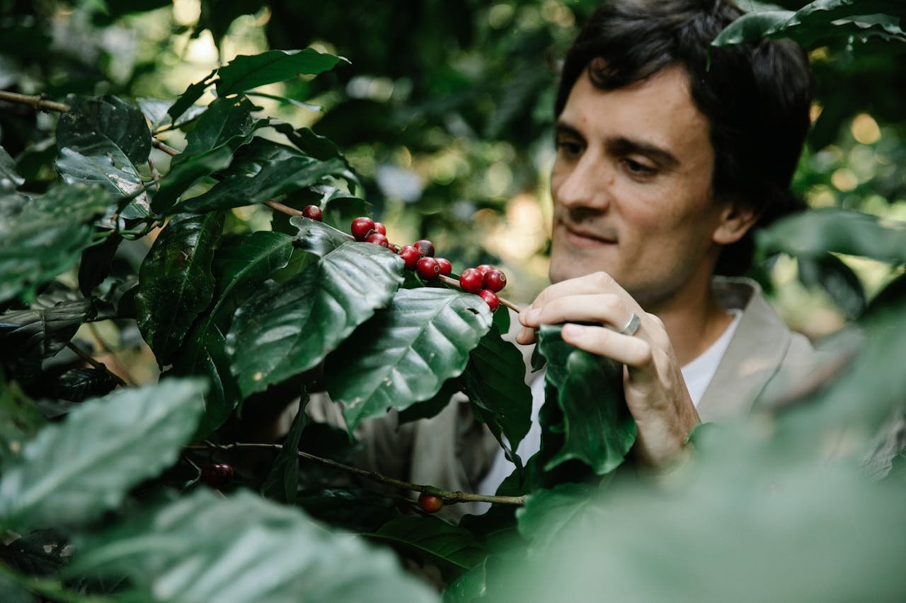 Crop smiling male planter looking at coffee cherries ripening on tree branches in lush summer plantation