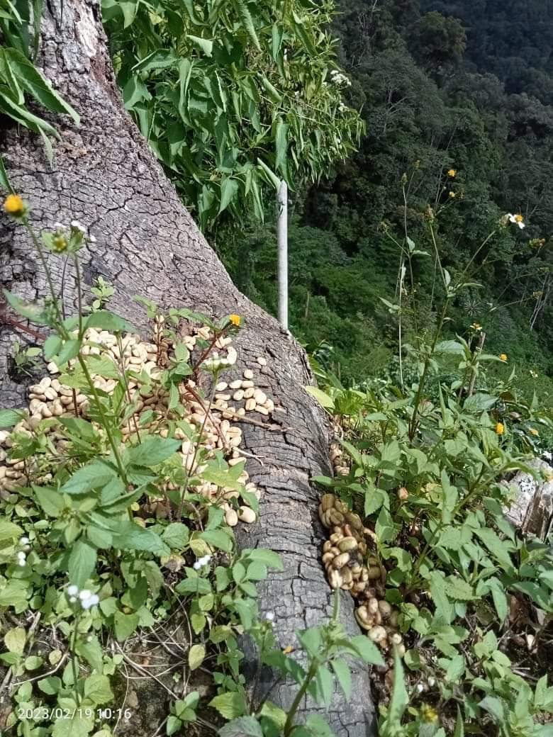 Wild Civet Droppings