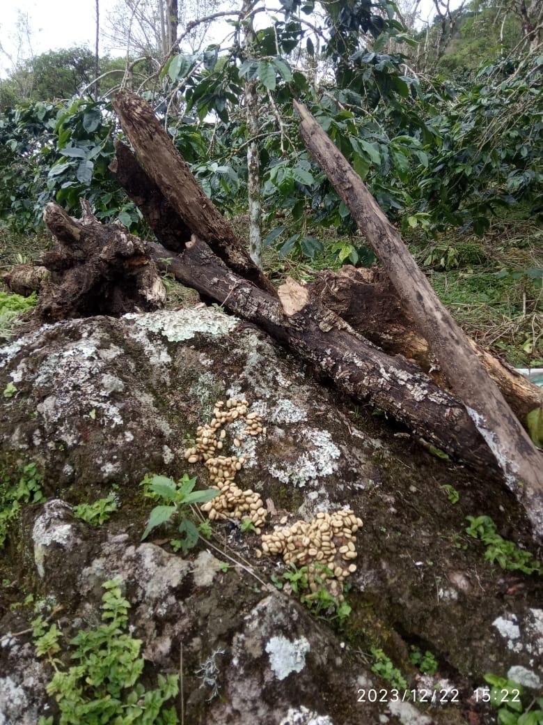 Natural Forest Floor