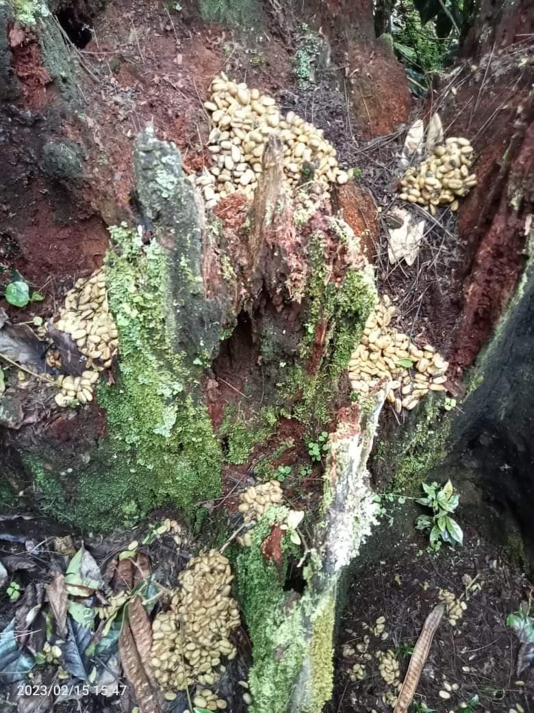 Wild Civet Droppings 2