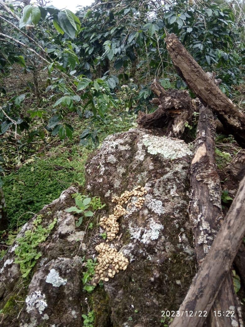 Wild Civet Droppings 3