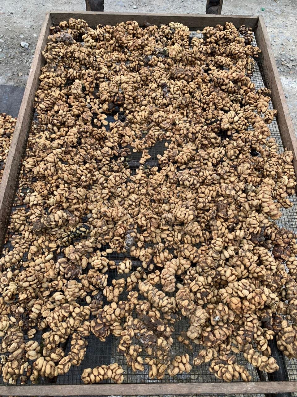 Sun Drying Process